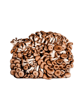 Cogumelo Shimeji Preto Hortmix