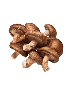 Cogumelo Shitake Ifrutus